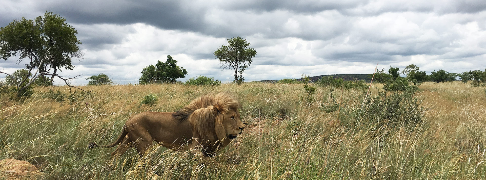 African Wildlife Safari